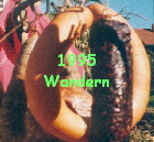 Tigers-Wandern 95
